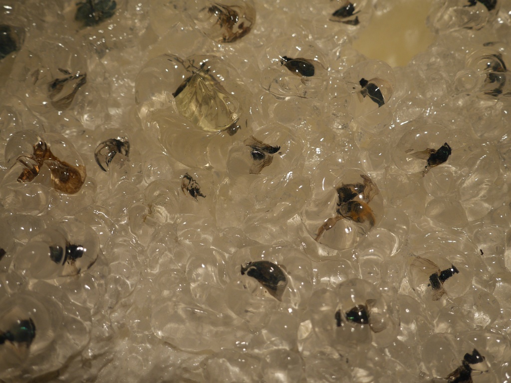 victims-of-transparency_04